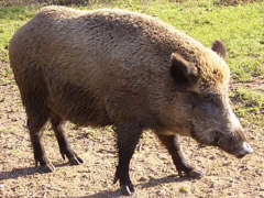 Wildschwein