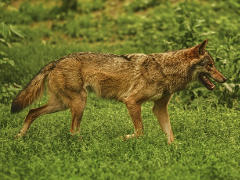 Wolf - Foto: Pexels - Creative-Commons-Lizenz CC0