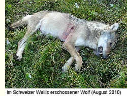 Erschossener Wolf in der Schweiz