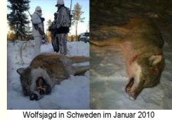 Wolfs-Jagd in Schweden 2010