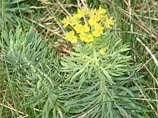 Zypressen-Wolfsmilch (Euphorbia cyparissias) - Foto: Walter Schn